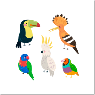 Parrots Collection Posters and Art